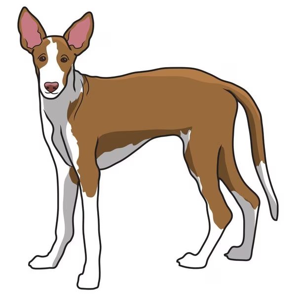 Ibizan Hound Dog Decal, Dog Lover Decor Vinyl Sticker, Signmission, Mfr#: D-12-Ibizan Hound